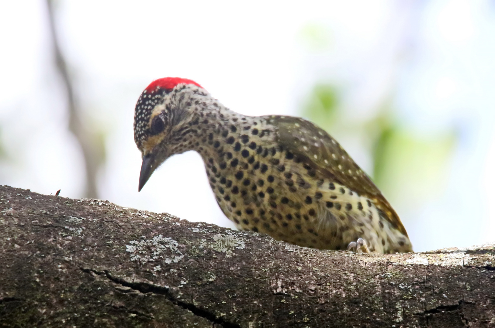 Nubian Woodpecker