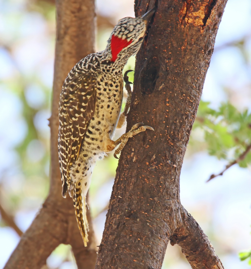 Nubian Woodpecker (Campethera nubica)