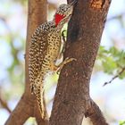 Nubian Woodpecker (Campethera nubica)