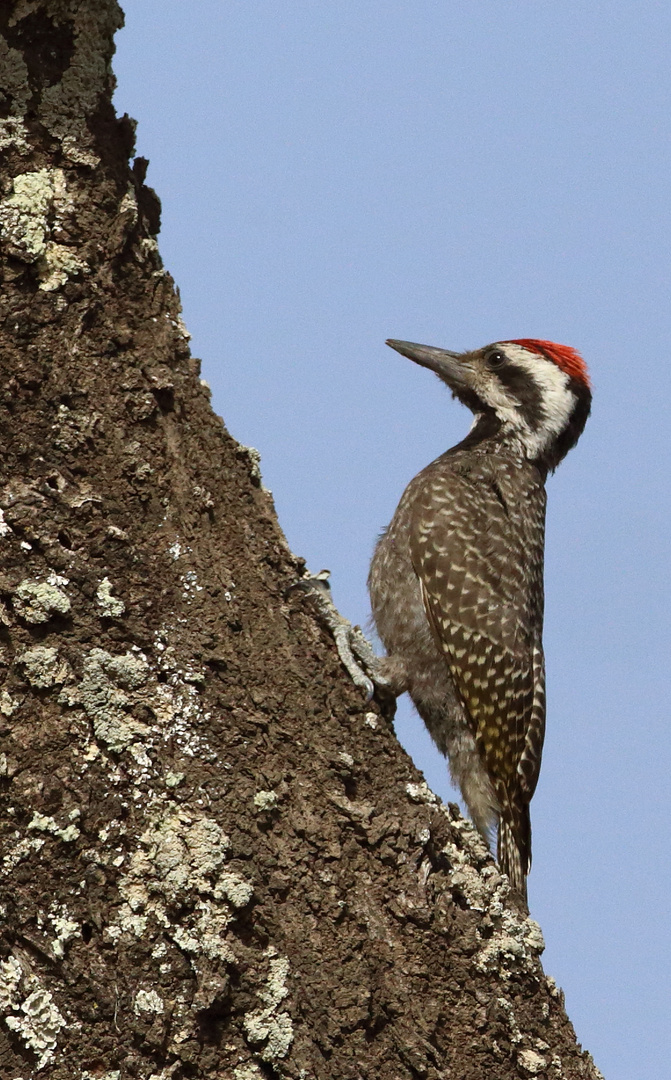 Nubian Woodpecker, Drosselspecht