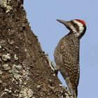 Nubian Woodpecker, Drosselspecht