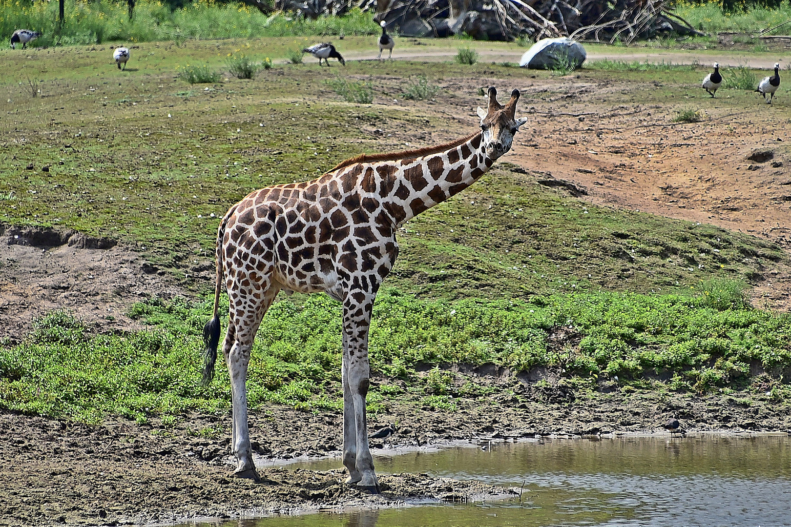 Nubische Giraffe  ( Giraffa camelopardalis camelopardalis)