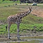 Nubische Giraffe  ( Giraffa camelopardalis camelopardalis)