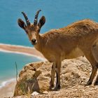 Nubischer Steinbock ( Capra nubiana )