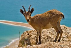 Nubischer Steinbock ( Capra nubiana )