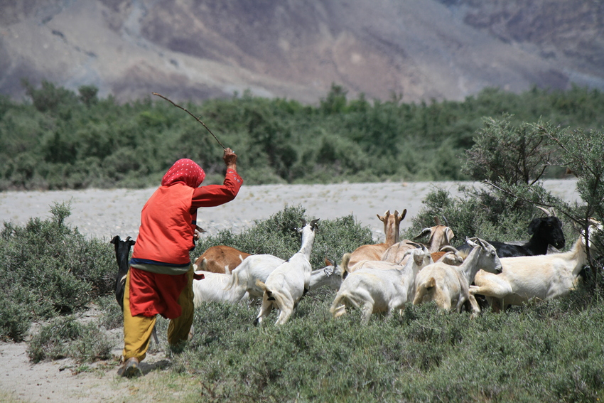 Nubra Valley