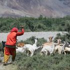 Nubra Valley