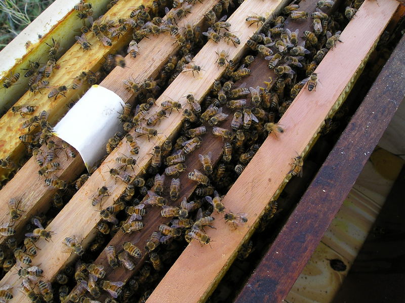 Núcleo de abejas