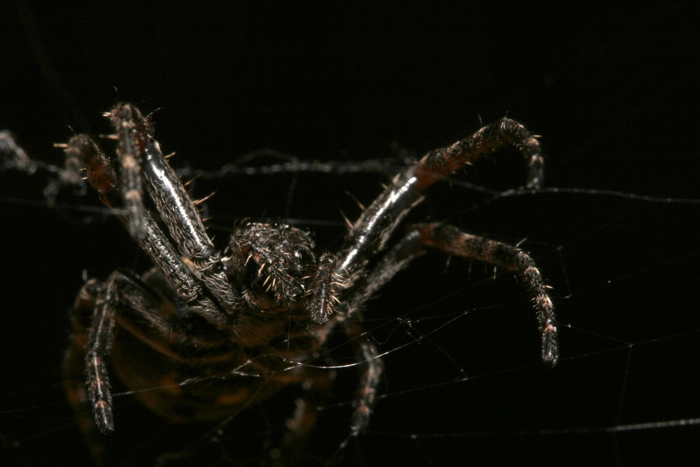 Nuctenea umbratica "Spaltenkreuzspinne"