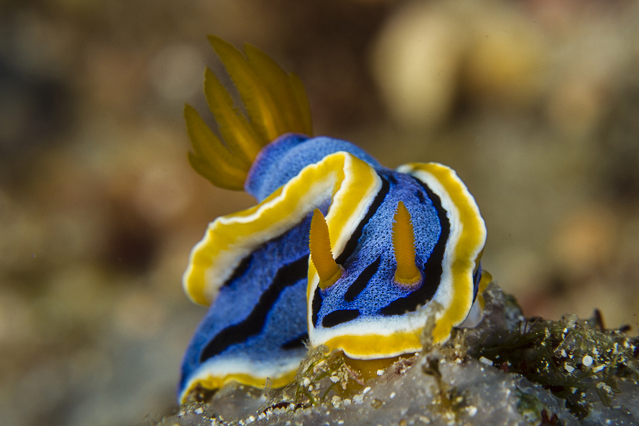 nudi