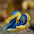 nudi