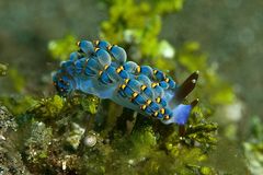 Nudi