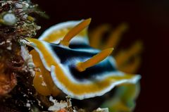 Nudi