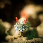 Nudi