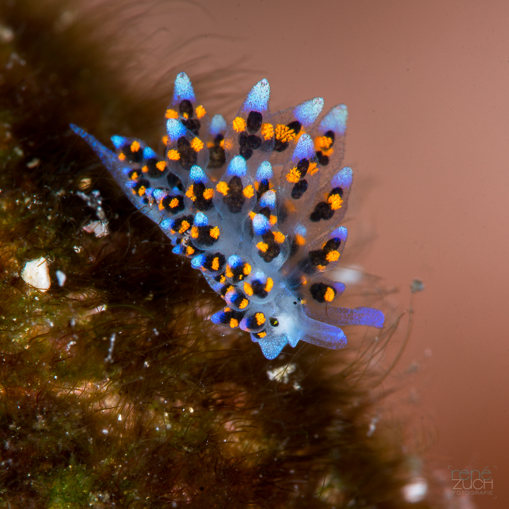 Nudi