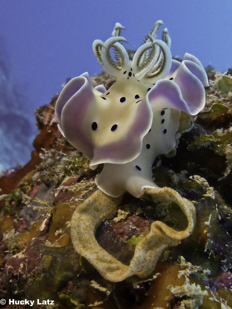 Nudi