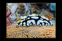 Nudi