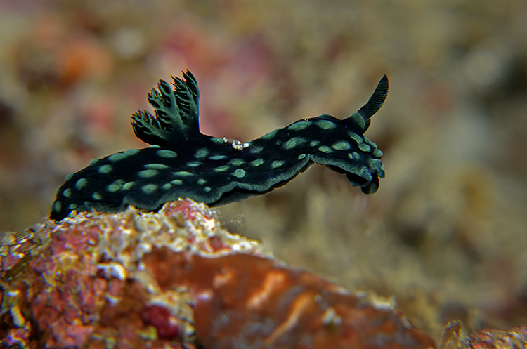 Nudi