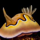 Nudi