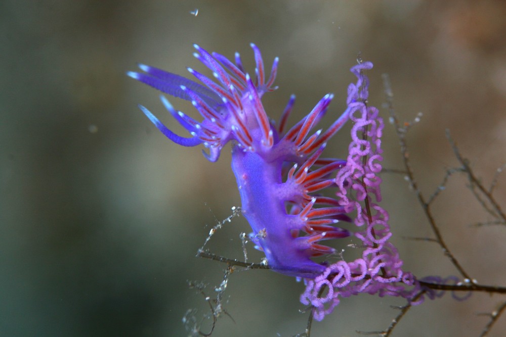 nudi eggs