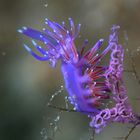 nudi eggs