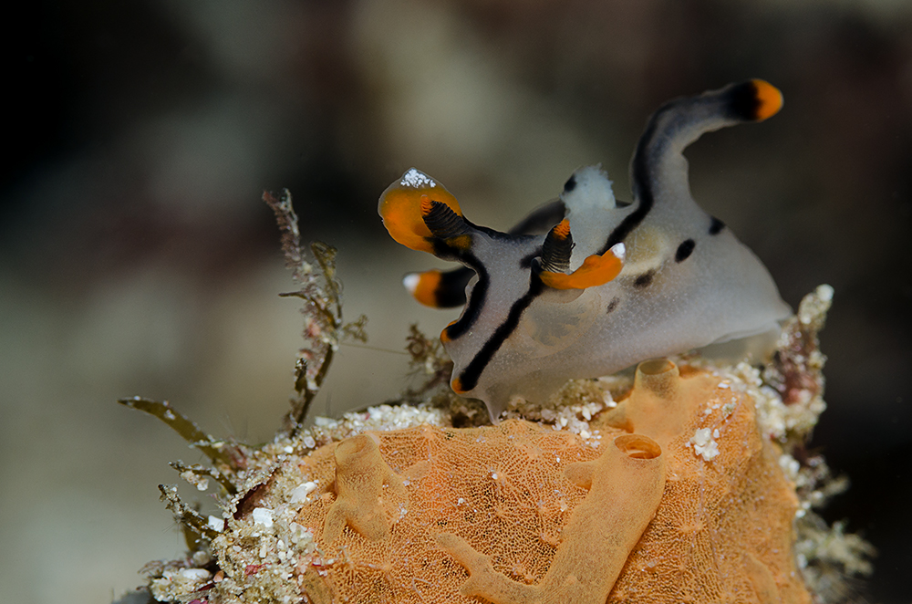 Nudi (lat.: Thecacera picta)