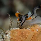 Nudi (lat.: Thecacera picta)