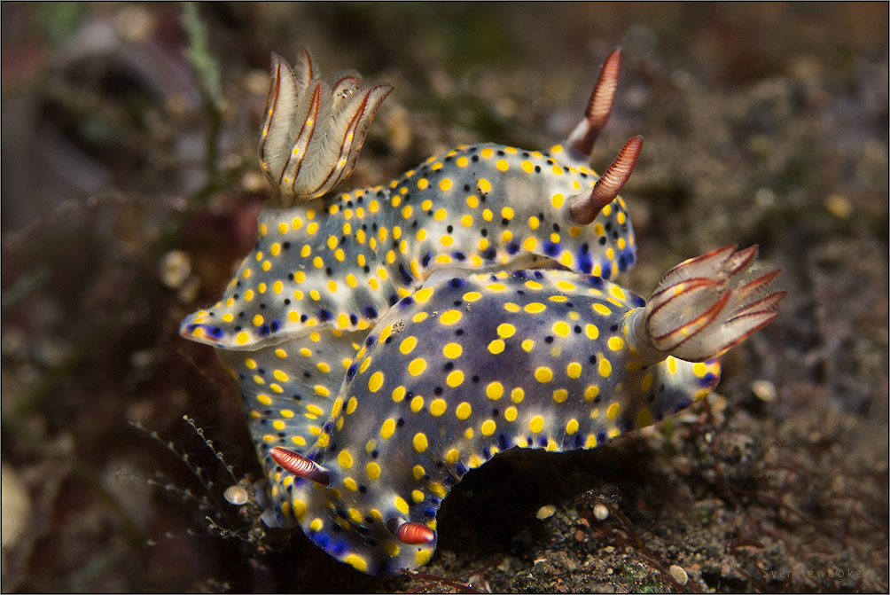 nudi love