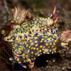 nudi love