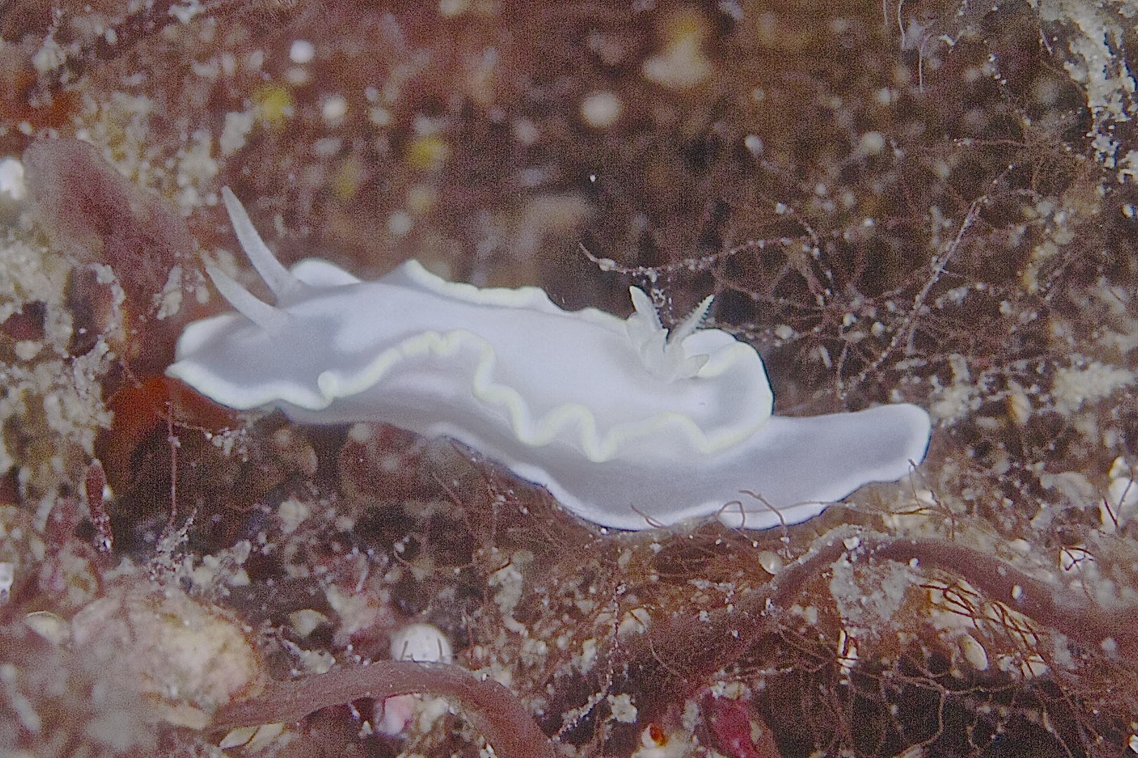 nudi weiss