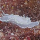 nudi weiss