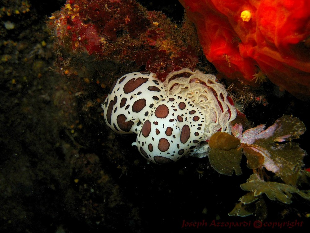 nudibranch