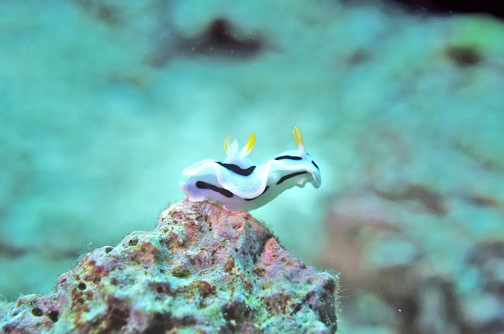 nudibranch