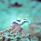 nudibranch