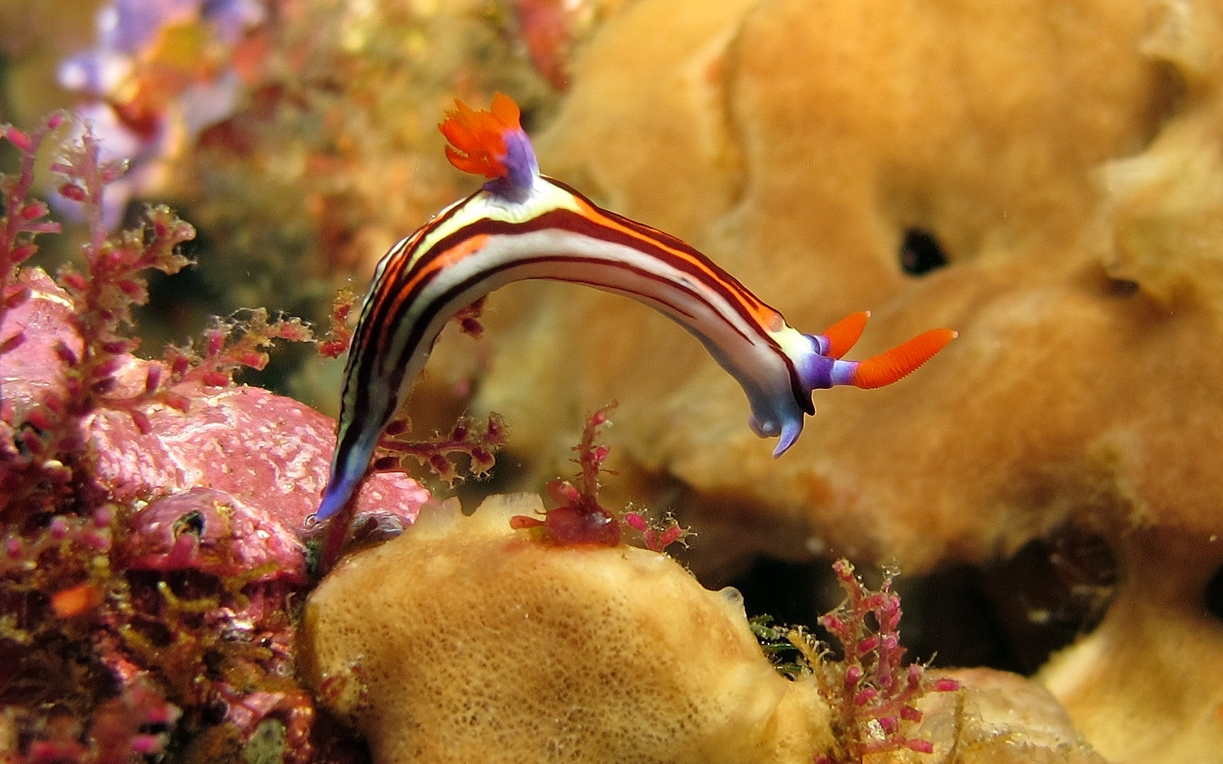 Nudibranch