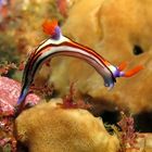 Nudibranch