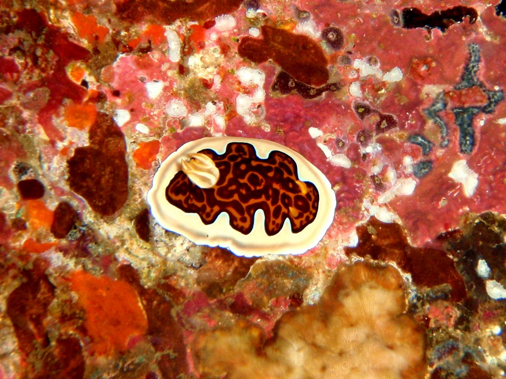 Nudibranch