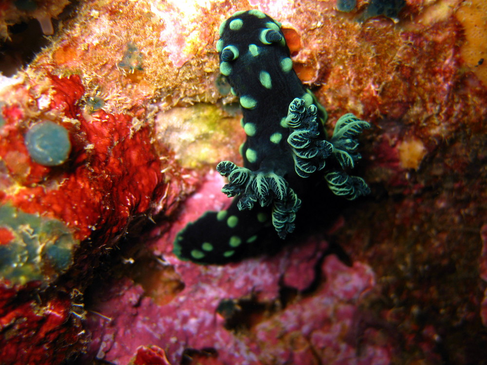 Nudibranch