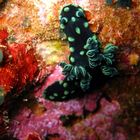 Nudibranch