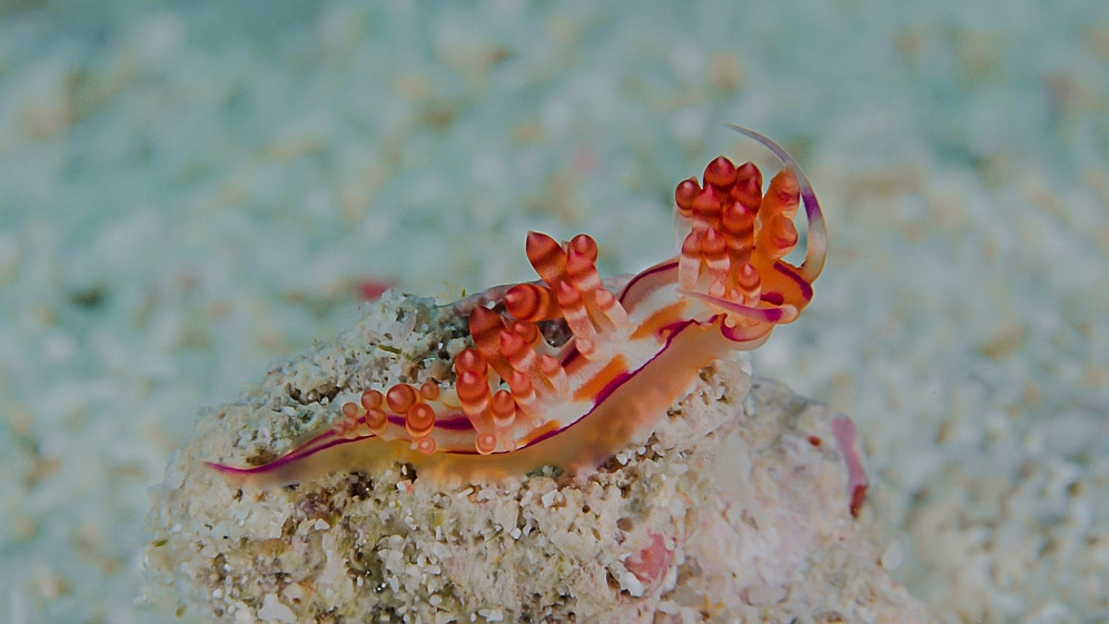 Nudibranch