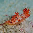 Nudibranch