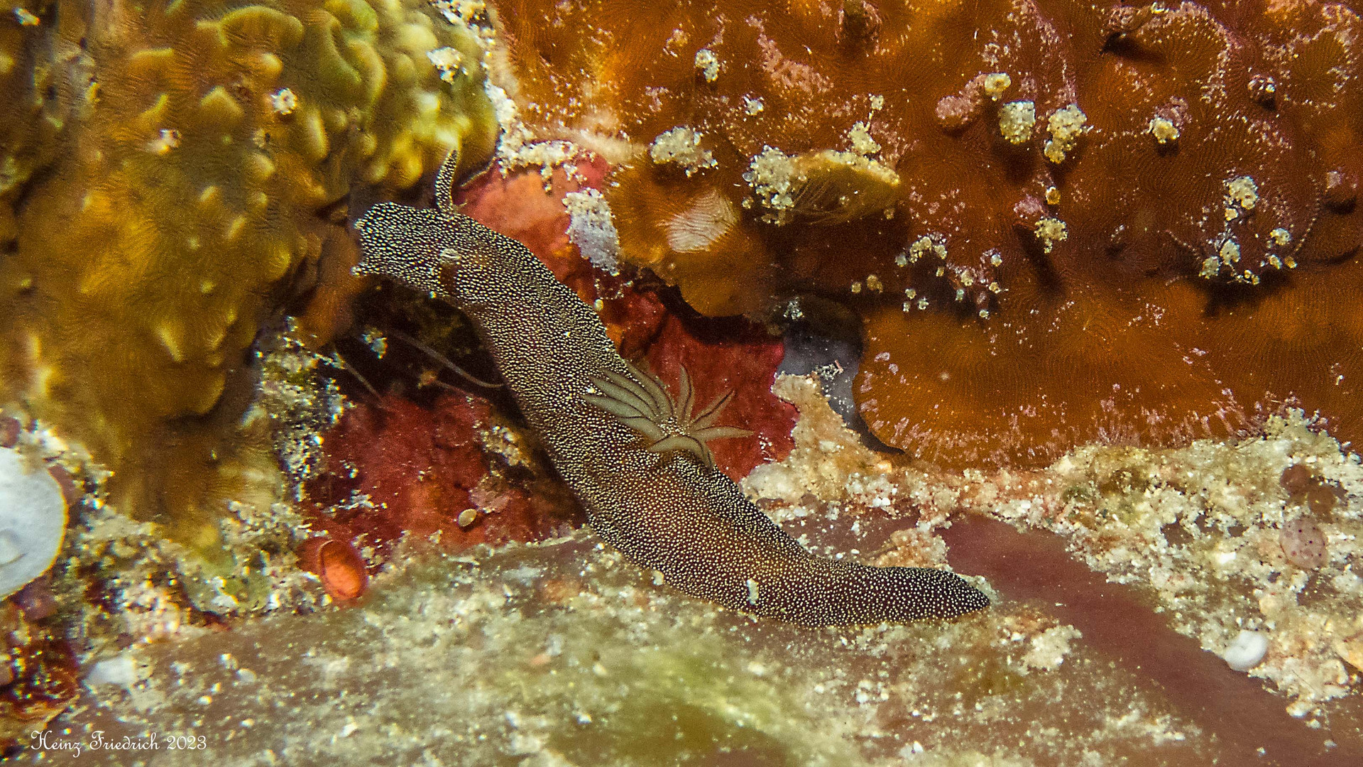 Nudibranch