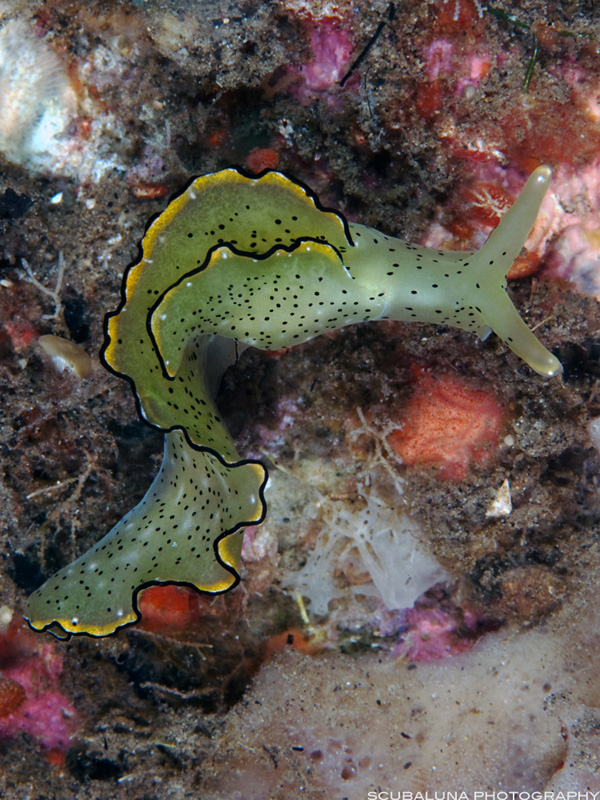 Nudibranch (Elysia ornata)