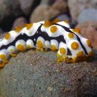 nudibranch?