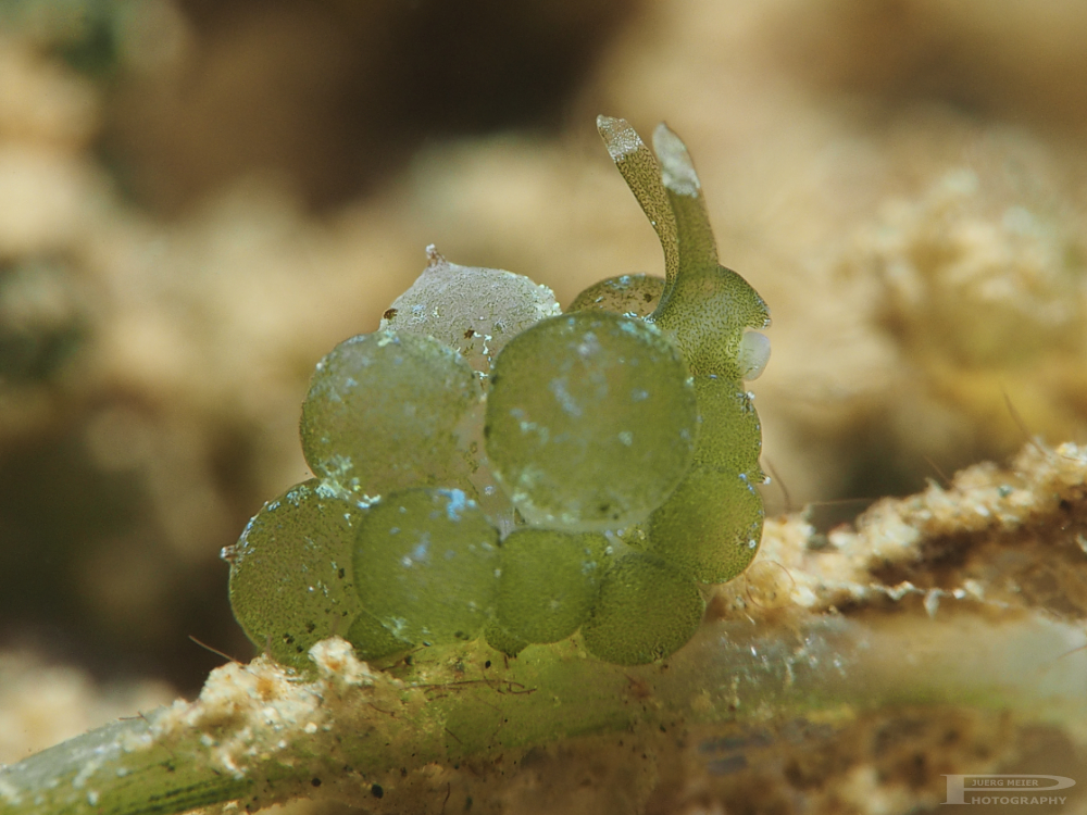 Nudibranch ganz in Grün