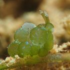 Nudibranch ganz in Grün