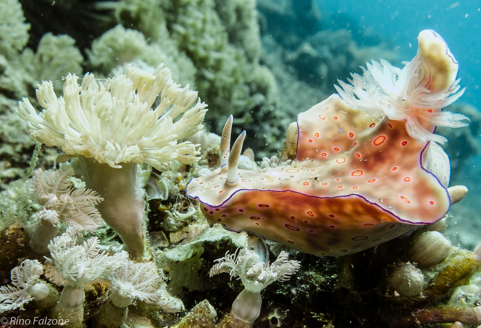 Nudibranch in Bunaken 2012