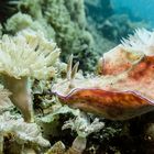 Nudibranch in Bunaken 2012