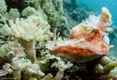 Nudibranch in Bunaken 2012