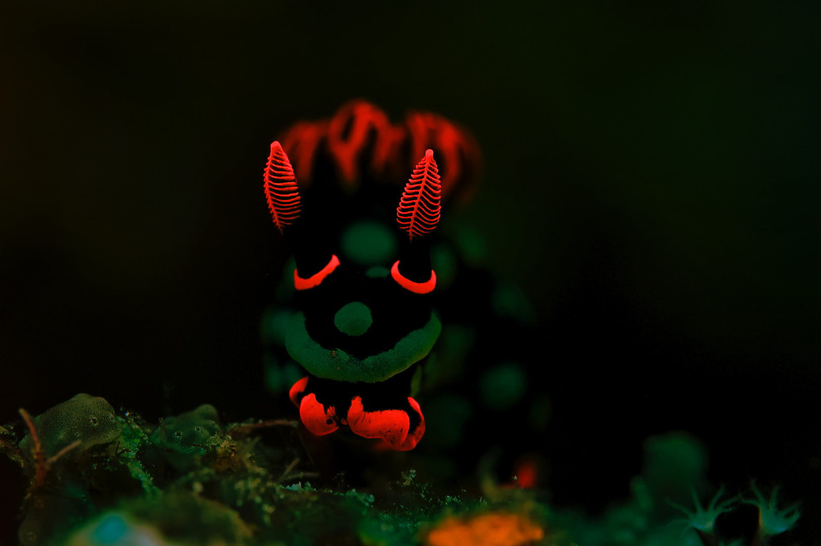 Nudibranch in PNG